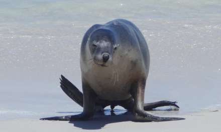 Kangaroo Island – Seal Bay and other Wildlife