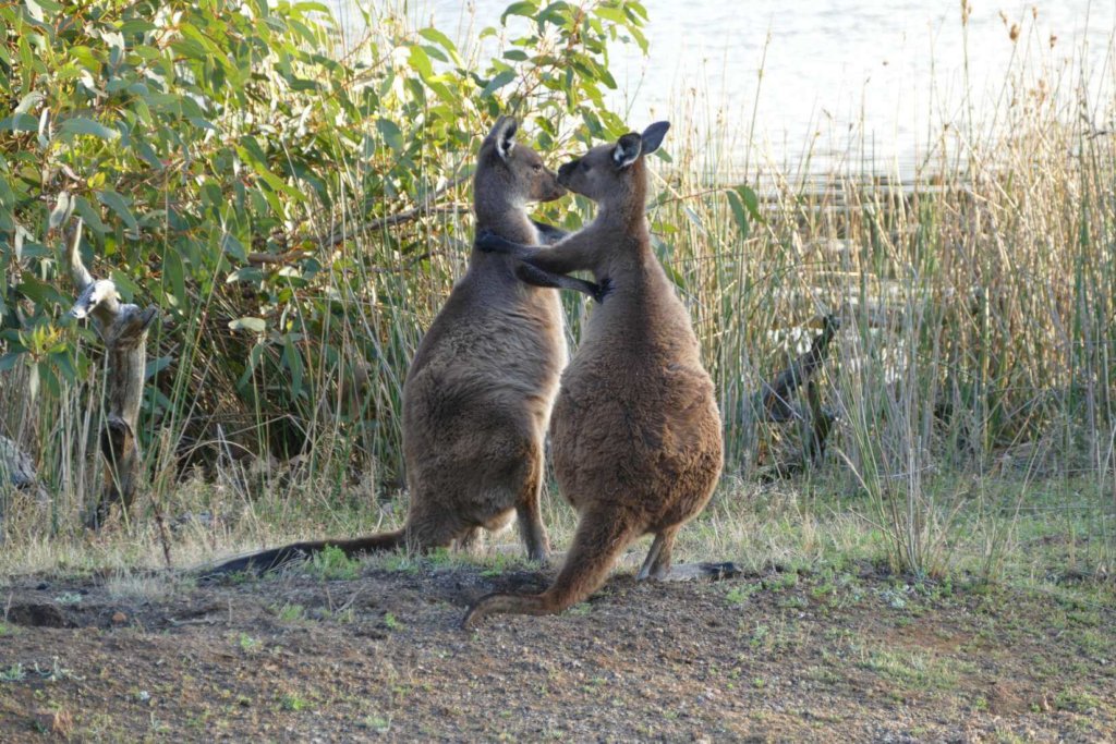 Wildlife Kangaroo Island