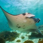 Snorkel with Manta Rays Coral Bay -Tour Review