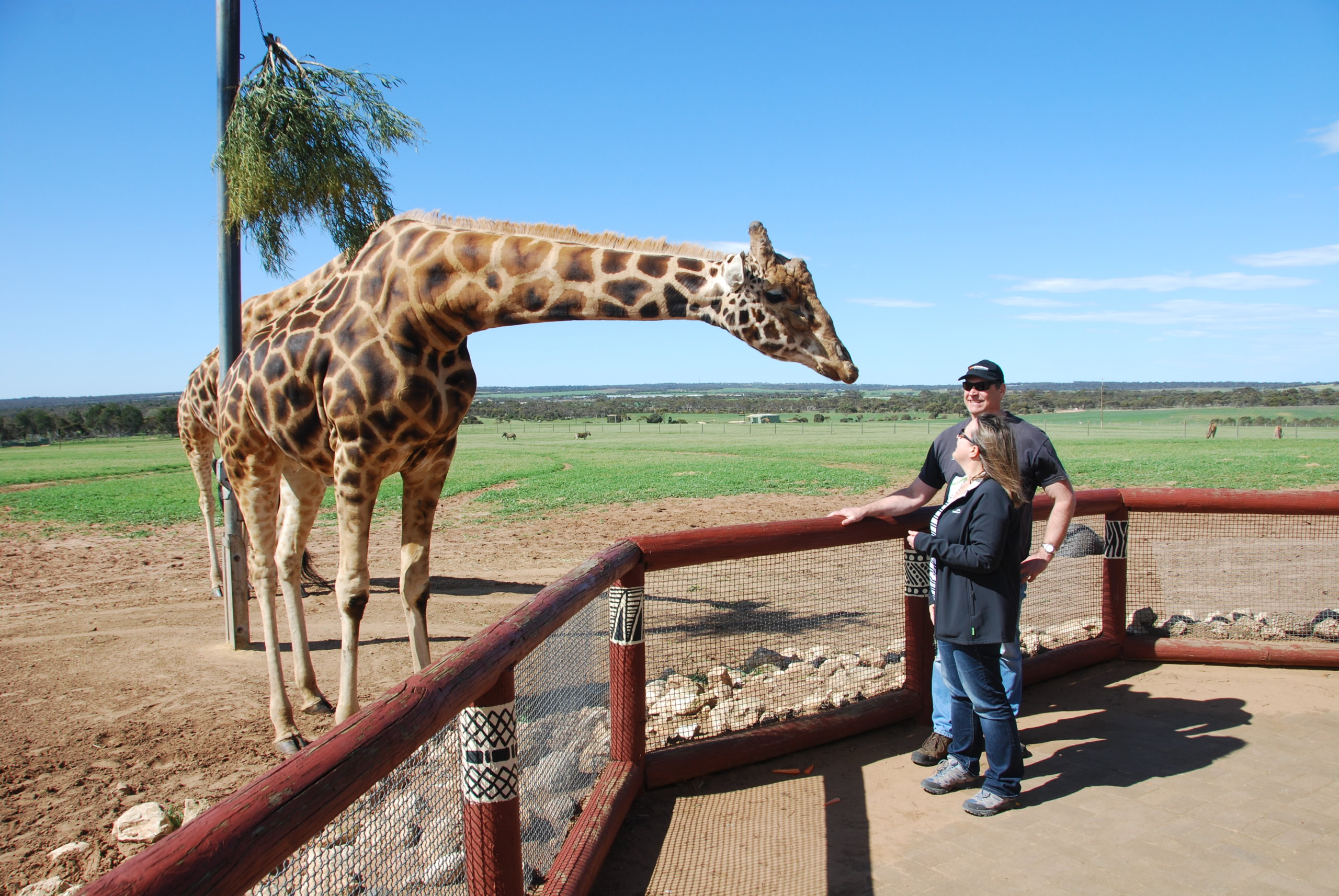 how big is monarto safari park