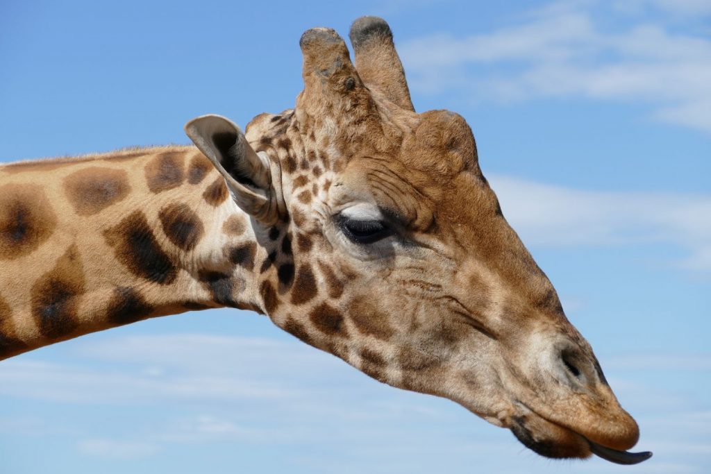 Monarto Zoo Giraffe