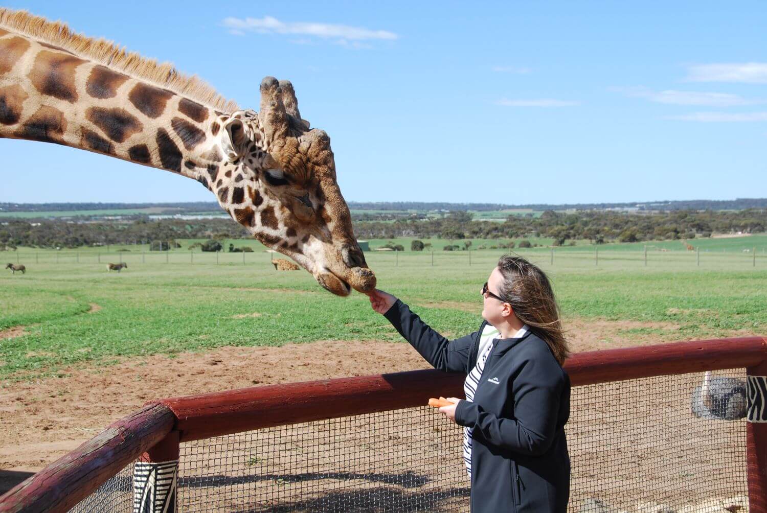 Monarto Safari Park Giraffe Experience