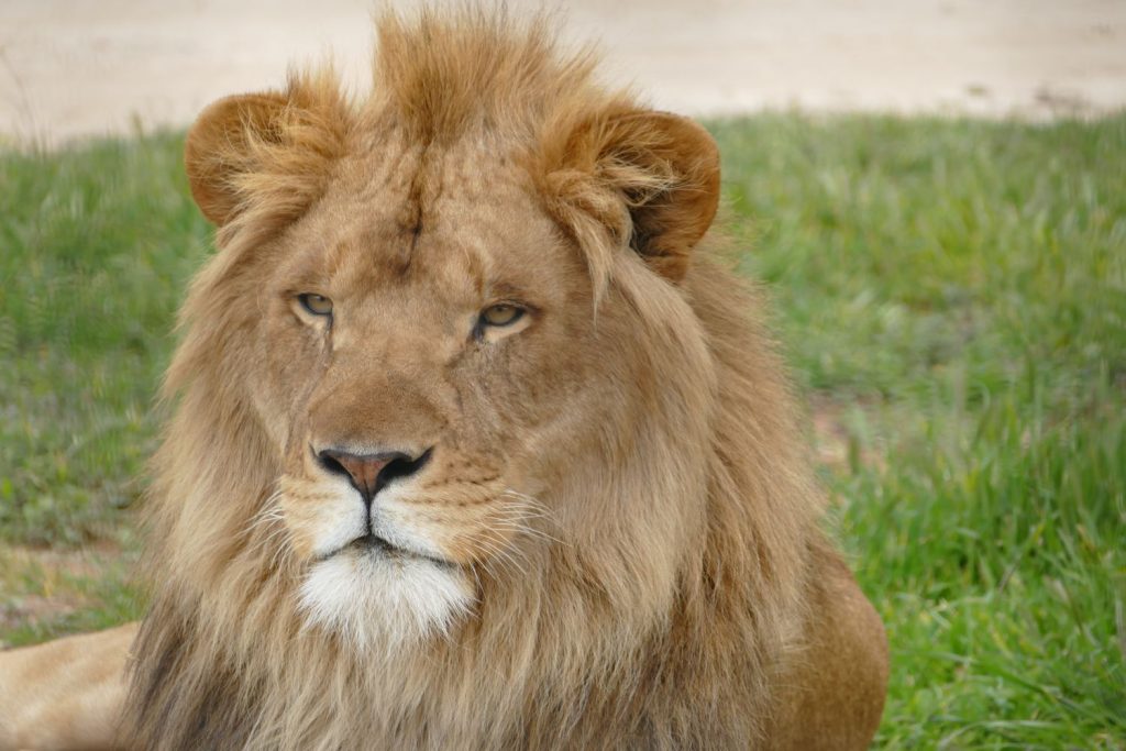 Monarto Zoo Lion