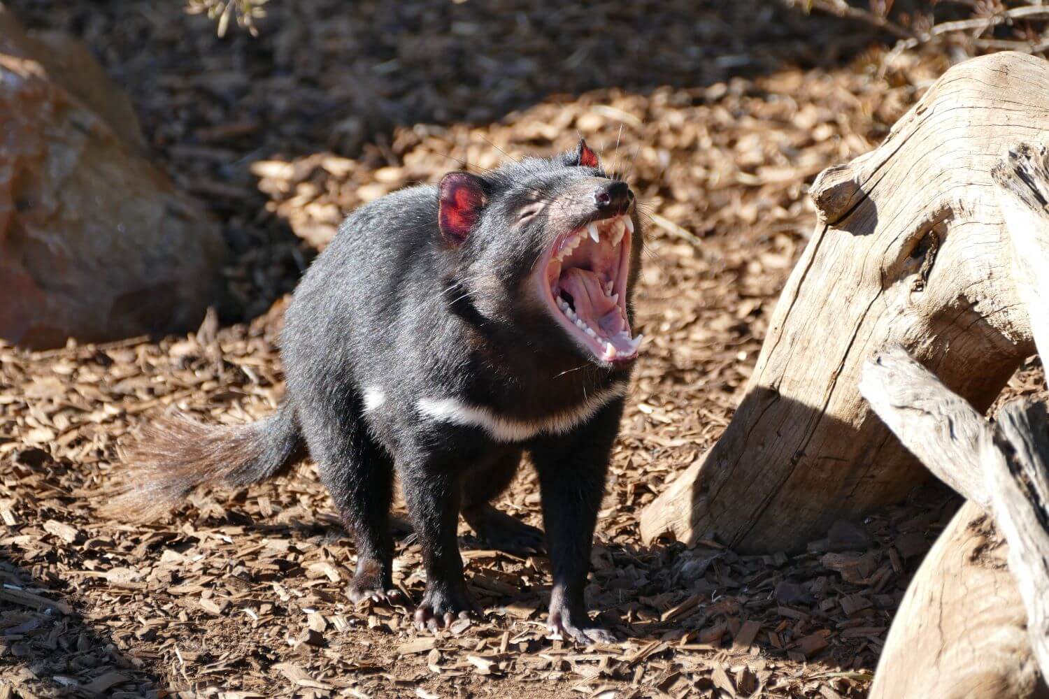 Monarto Zoo Tasmanian Devil