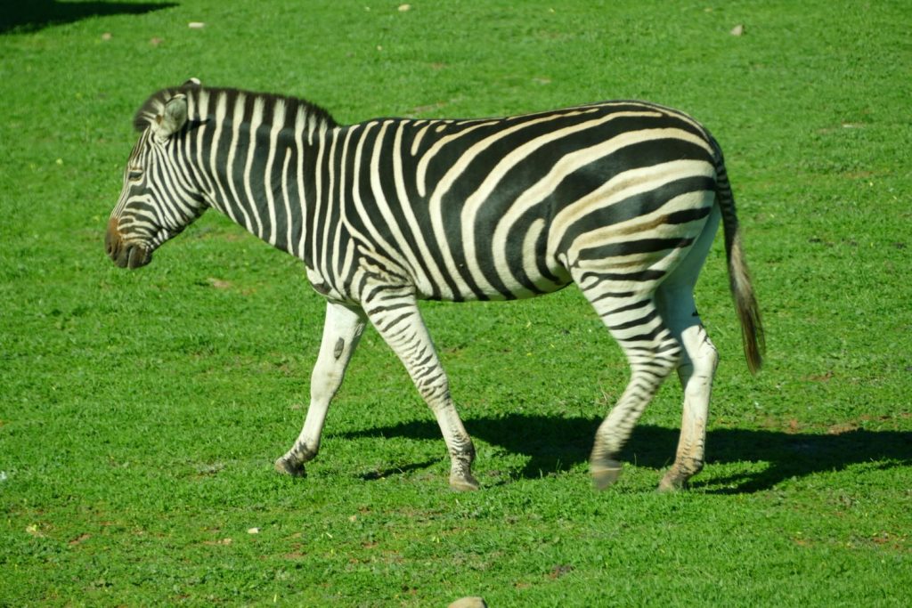 Monarto Zoo Zebra