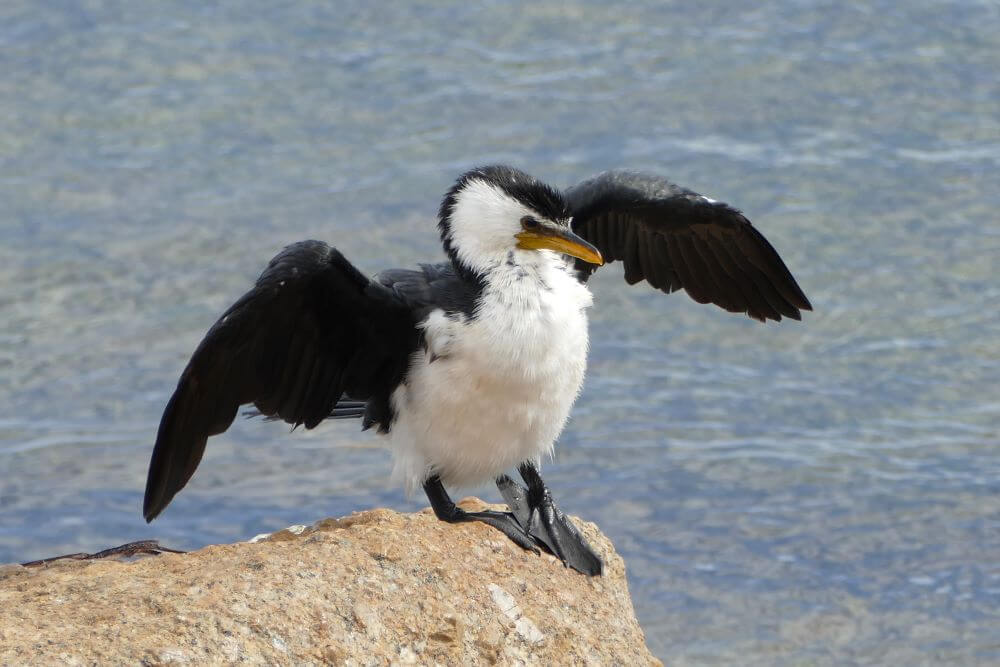 Granite Island Birdlife