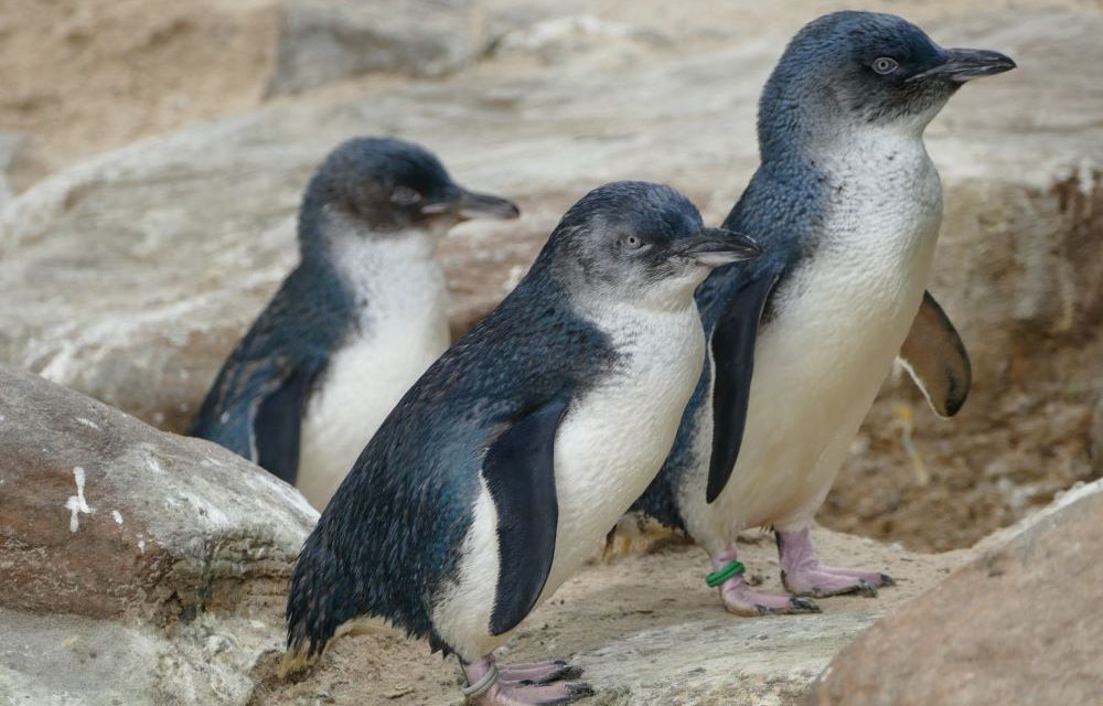 Granite Island Penguins – Penguin Tour Review