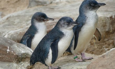 Granite Island Penguins – Penguin tour review