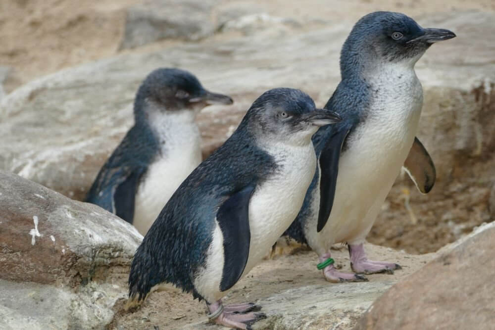 granite island penguin tour