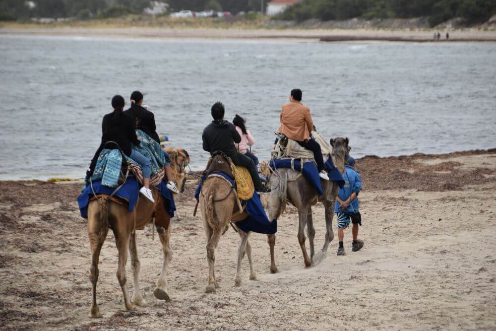 Victor Harbor Camel Rides