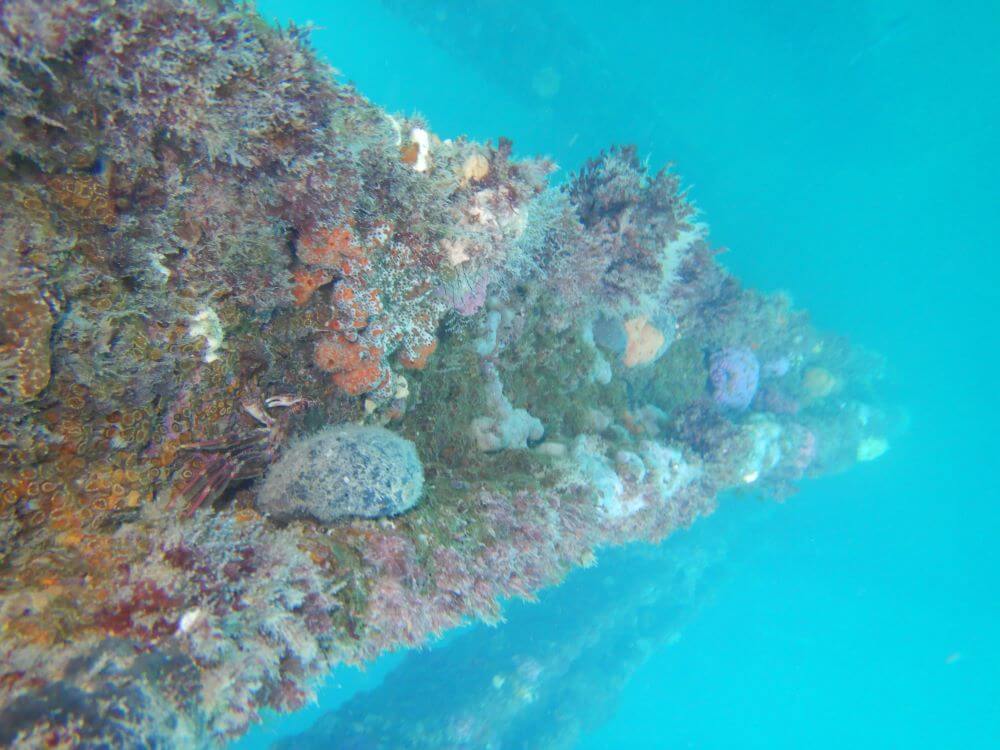 Rapid Bay Snorkelling