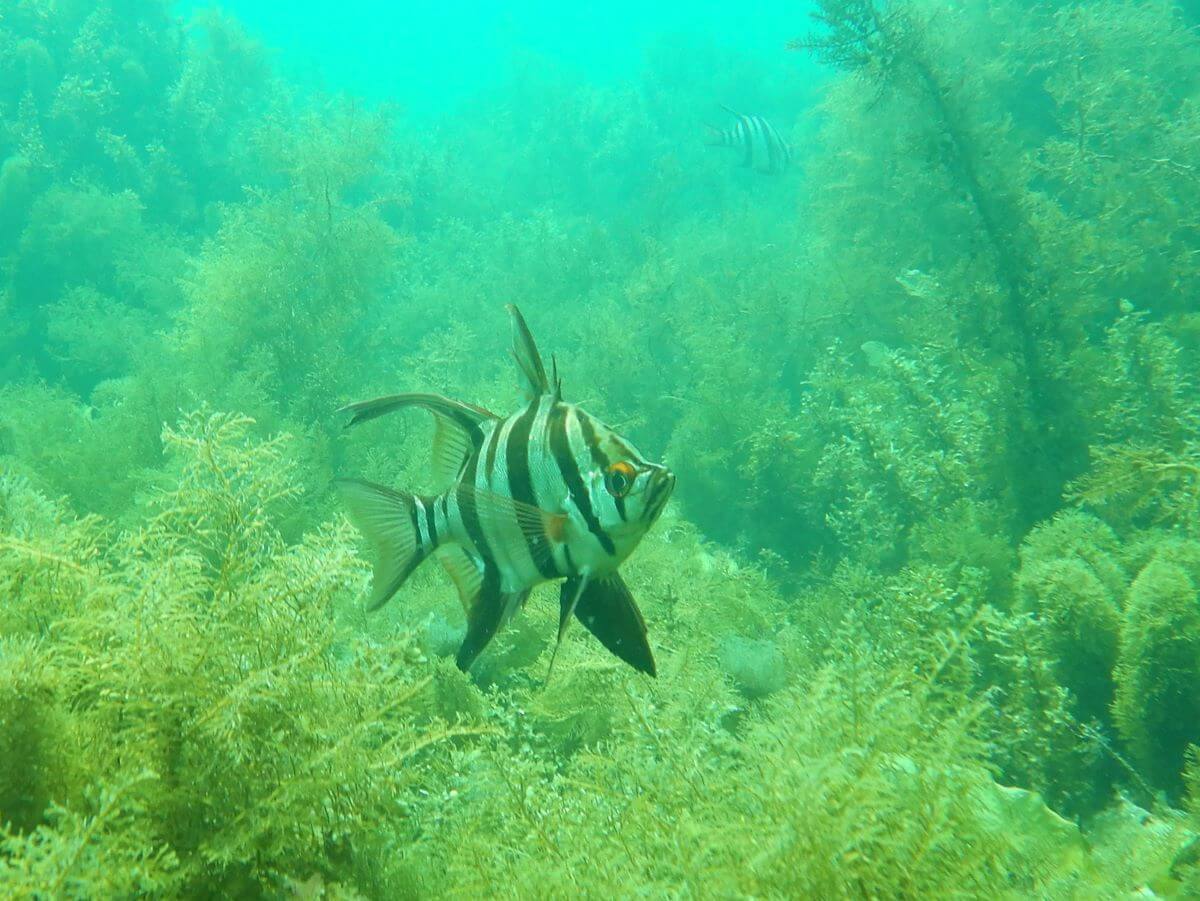 safari snorkel adelaide