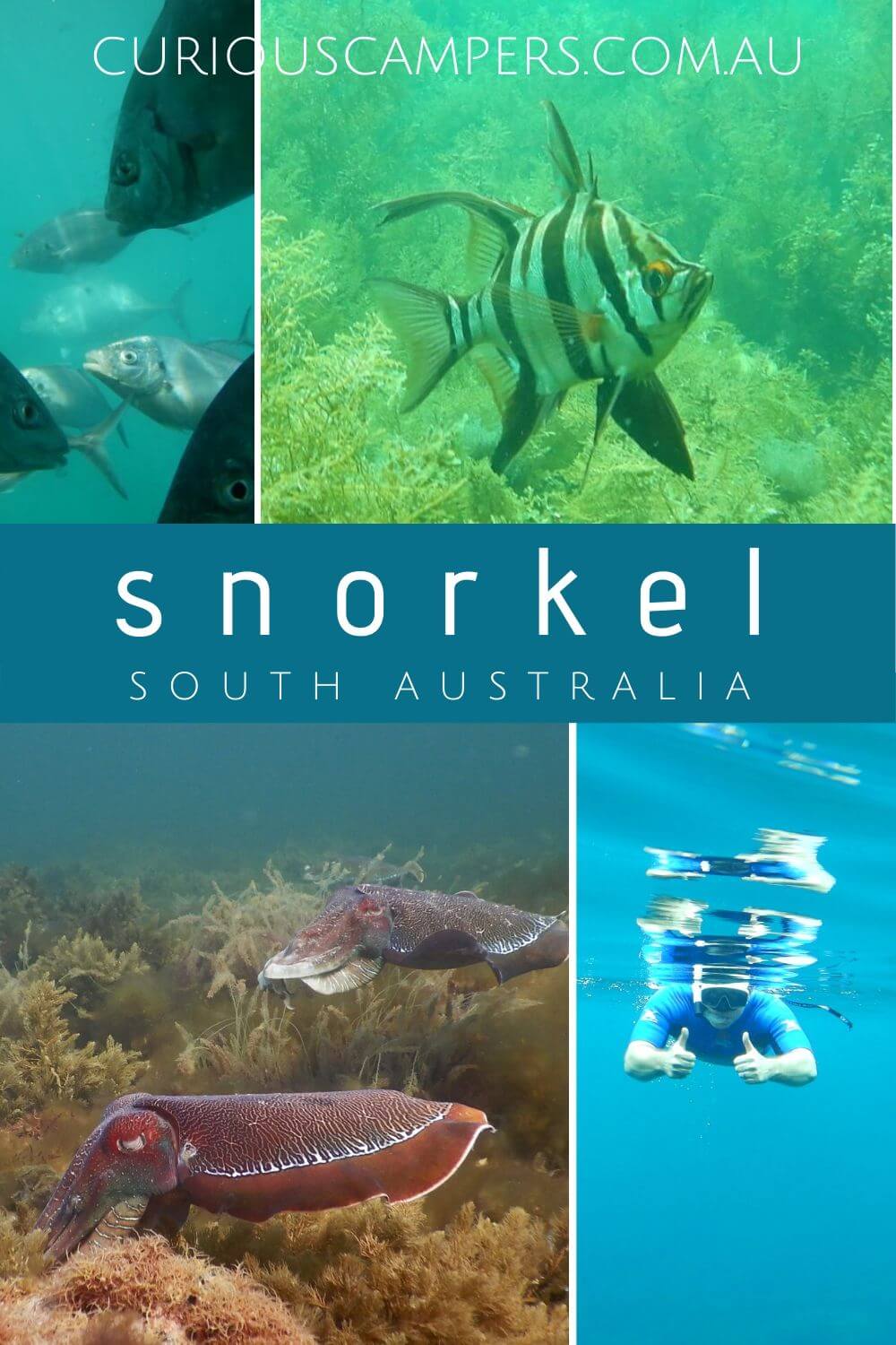 Snorkel Adelaide