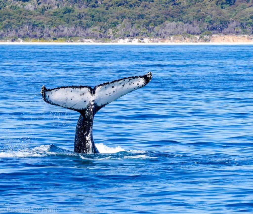 Queensland Whale Watching
