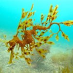 Best Spots to Snorkel in Adelaide & South Australia