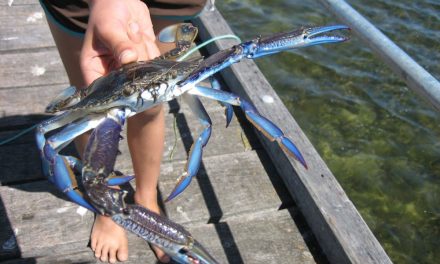 Crabbing and things to do at Denial Bay Ceduna