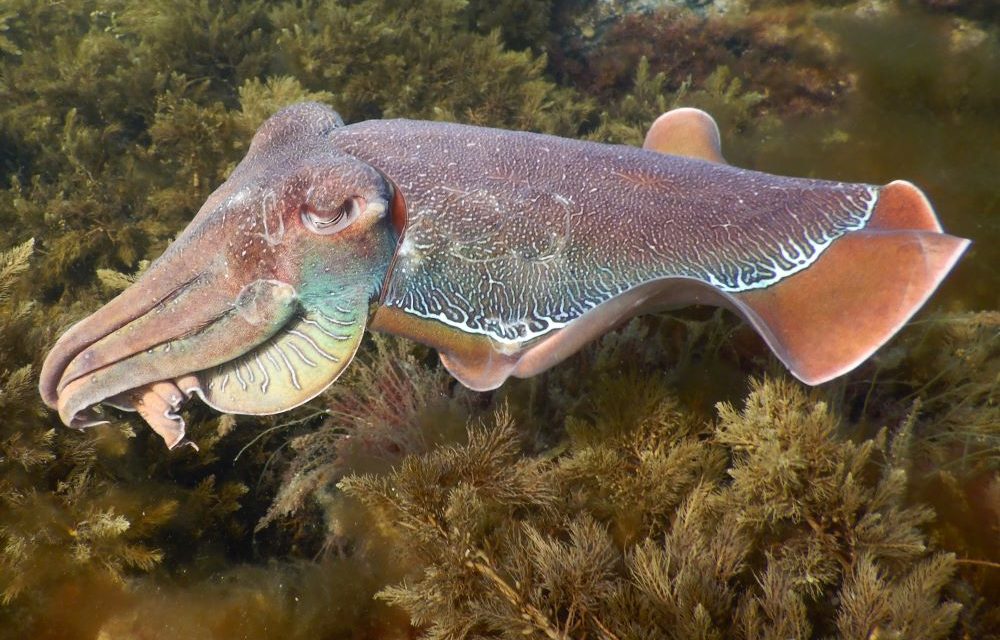 Whyalla Cuttlefish Snorkelling Guide