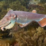 Whyalla Cuttlefish Snorkel | Best Tips | FAQs