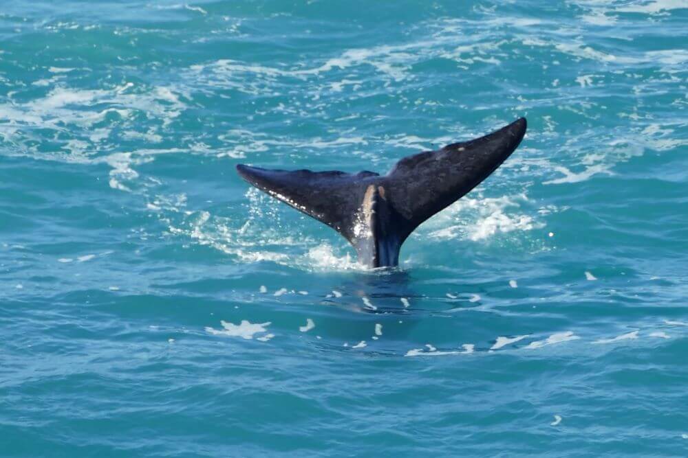 Whale watching Nullarbor
