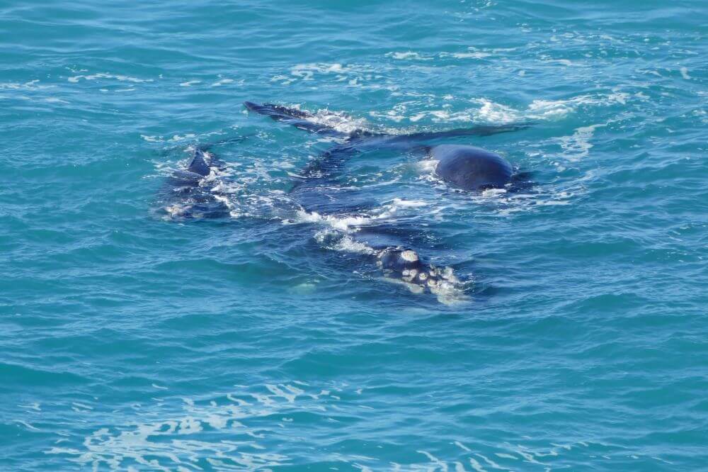 Whale watching Nullarbor