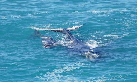 Whale Watching on the Nullarbor