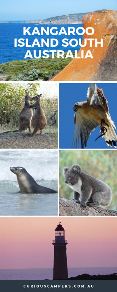 Kangaroo Island Seal Bay