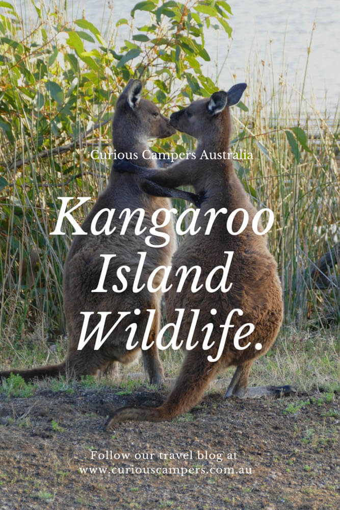 Kangaroo Island Seal Bay