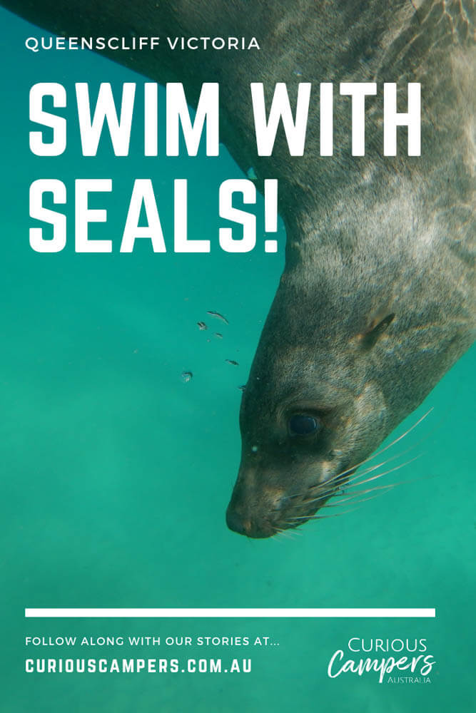 Swim with Seals