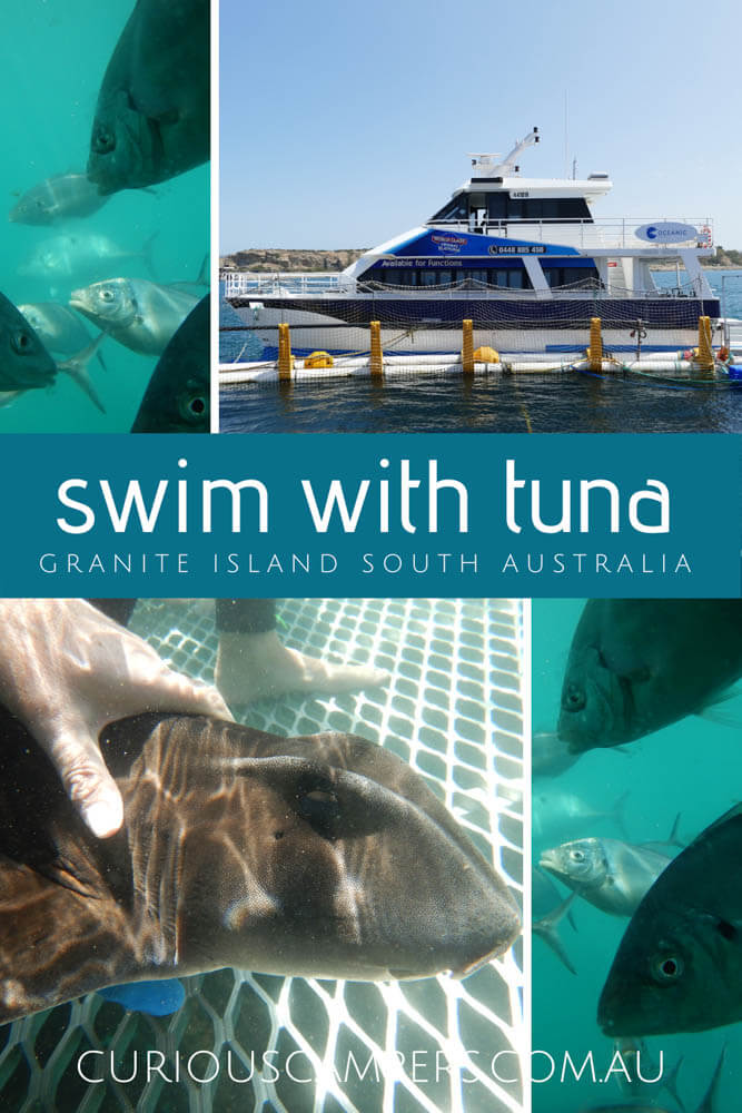 Swimming with Tuna