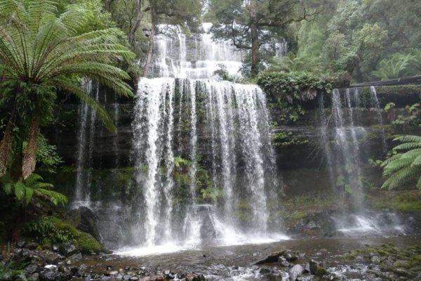 Mount Field Waterfalls & Walks | Visitor Guide