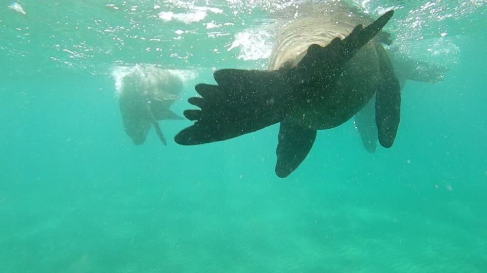 Swim with Seals