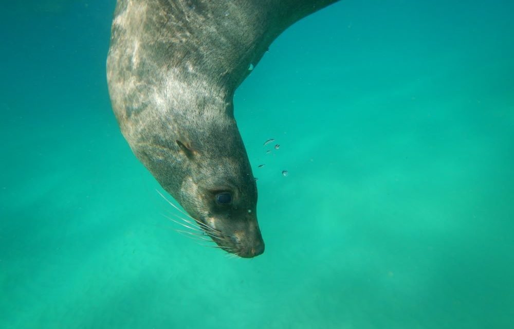 Swimming with Seals at Queenscliff Victoria
