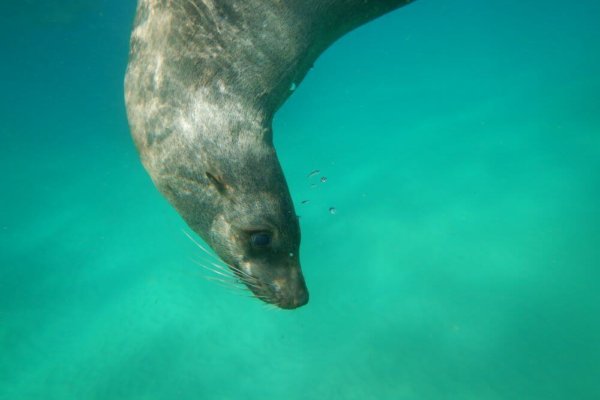 Swimming with Seals in Queenscliff Victoria