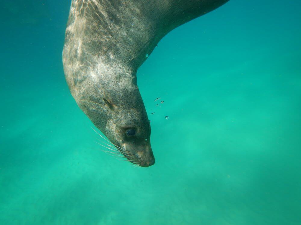 Swim with Seals