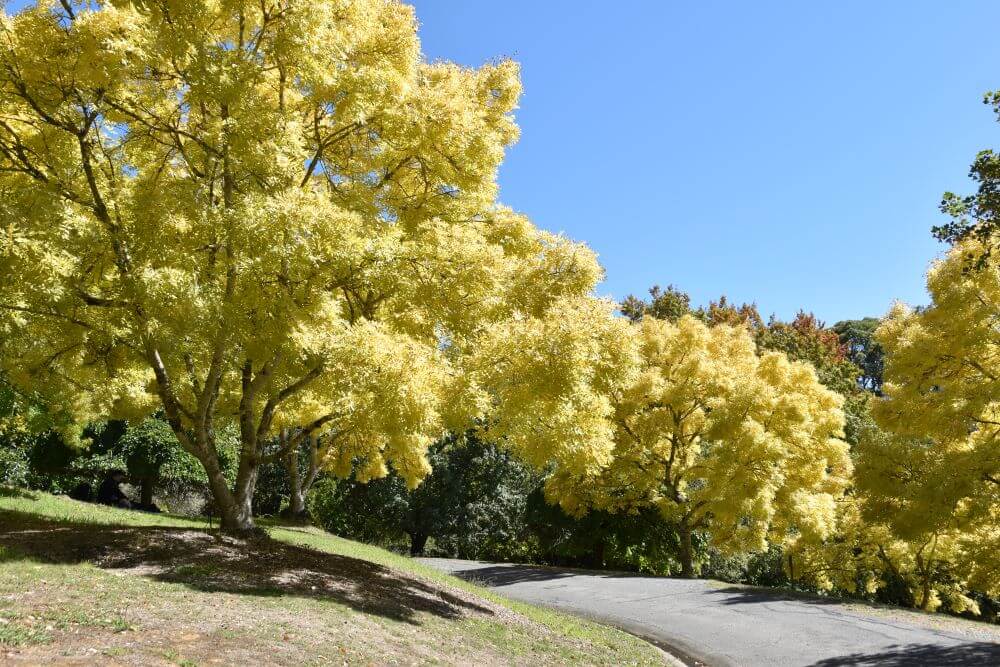 Mount Lofty Botanic Gardens 