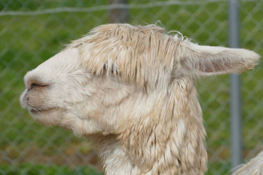 Stone Hut Petting Zoo