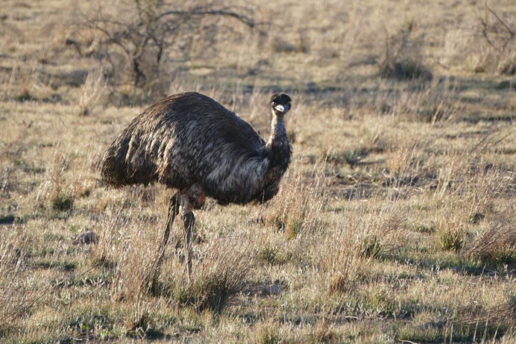 Wilpena Pound Emu