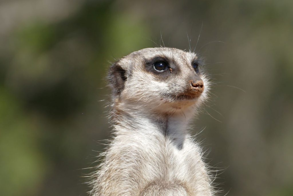 Monarto Zoo Meerkat