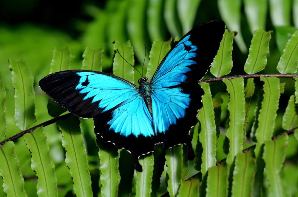 Butterfly Sanctuary