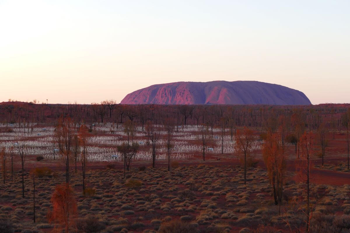 Sunrise over Field of Light & Uluru
