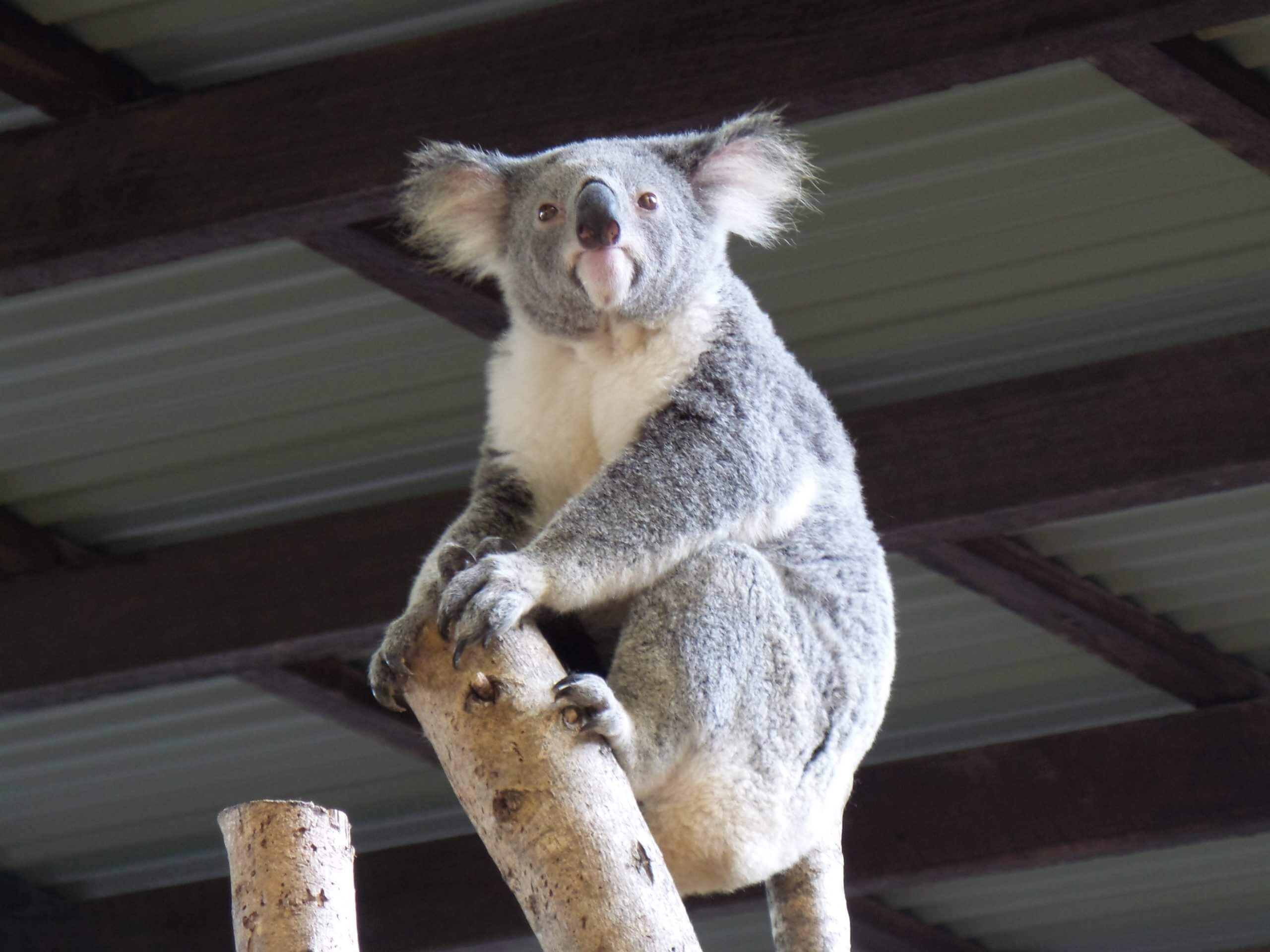 Day Trips from Brisbane Lone Pine Koala Sanctuary