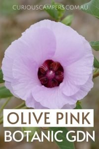 Olive Pink Botanic Gardens