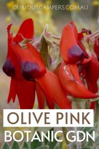 Olive Pink Botanic Gardens