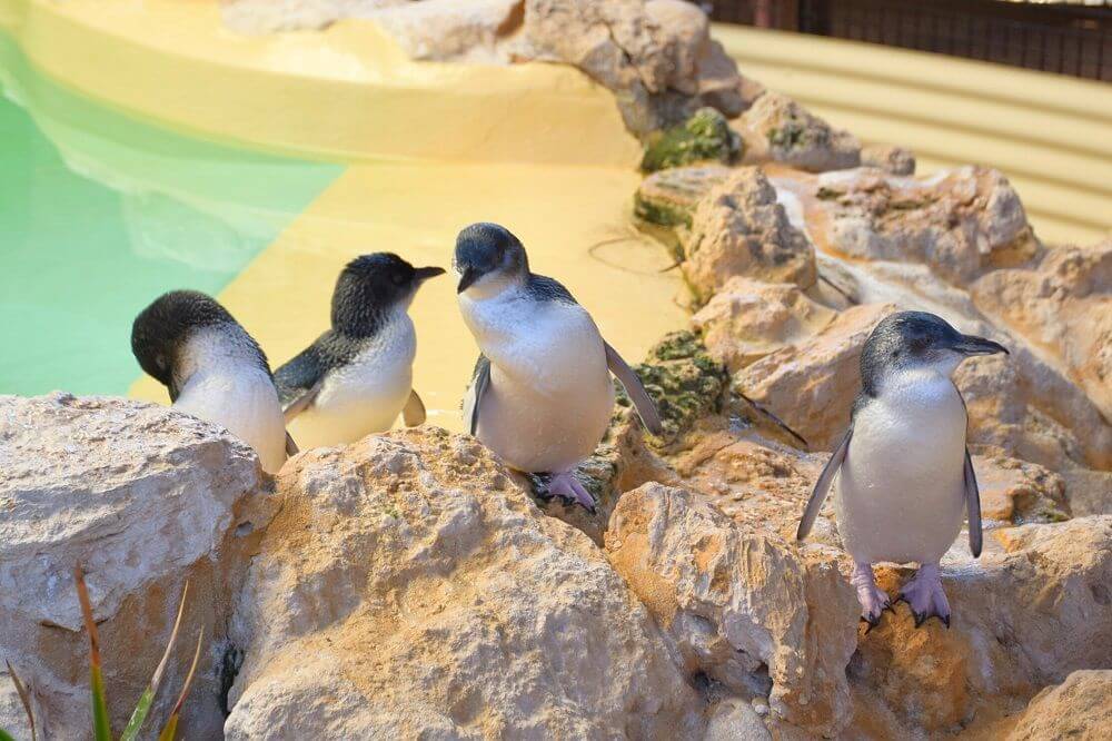 Perth Day Trips Penguin Island