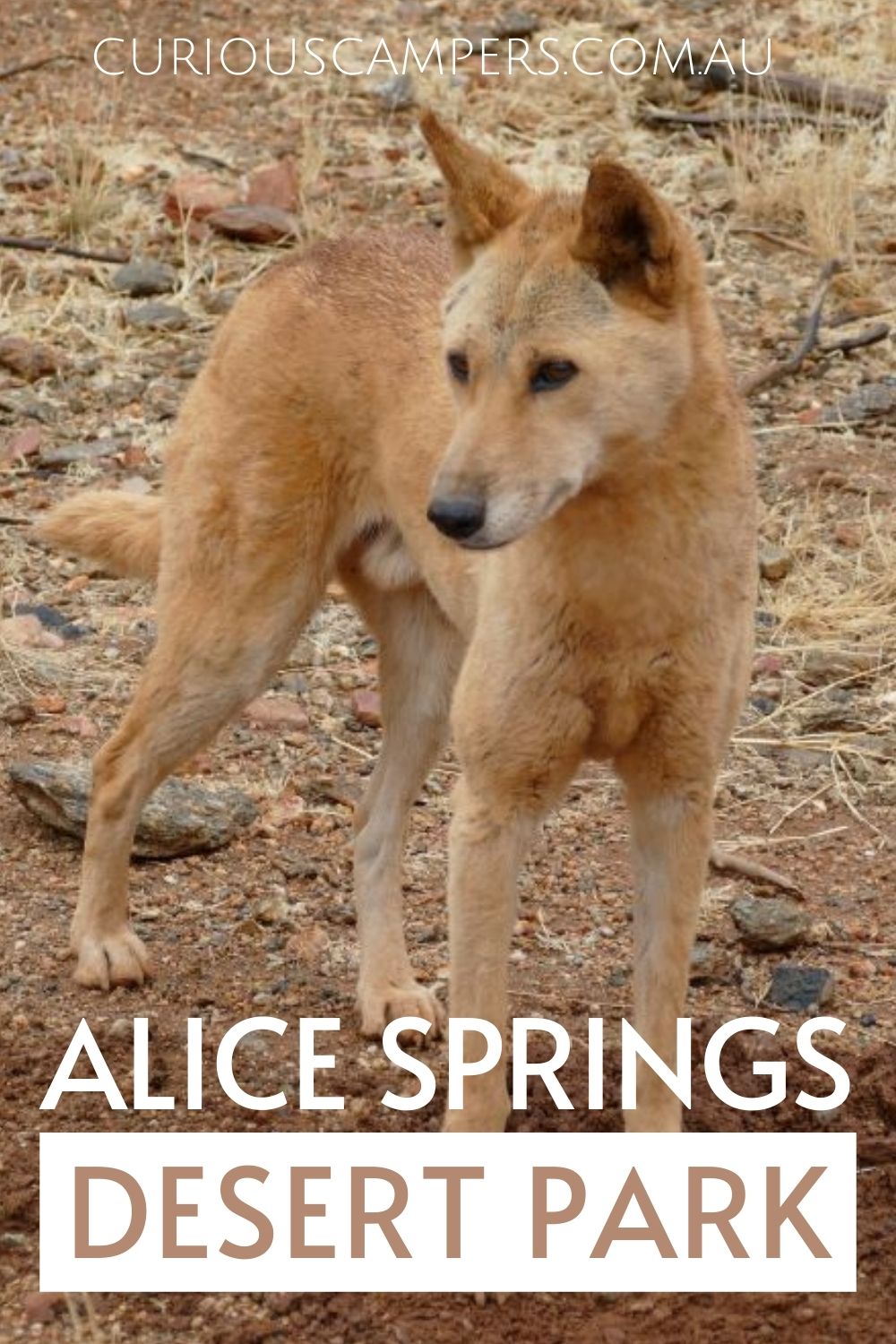 Alice Springs Desert Park Wildlife