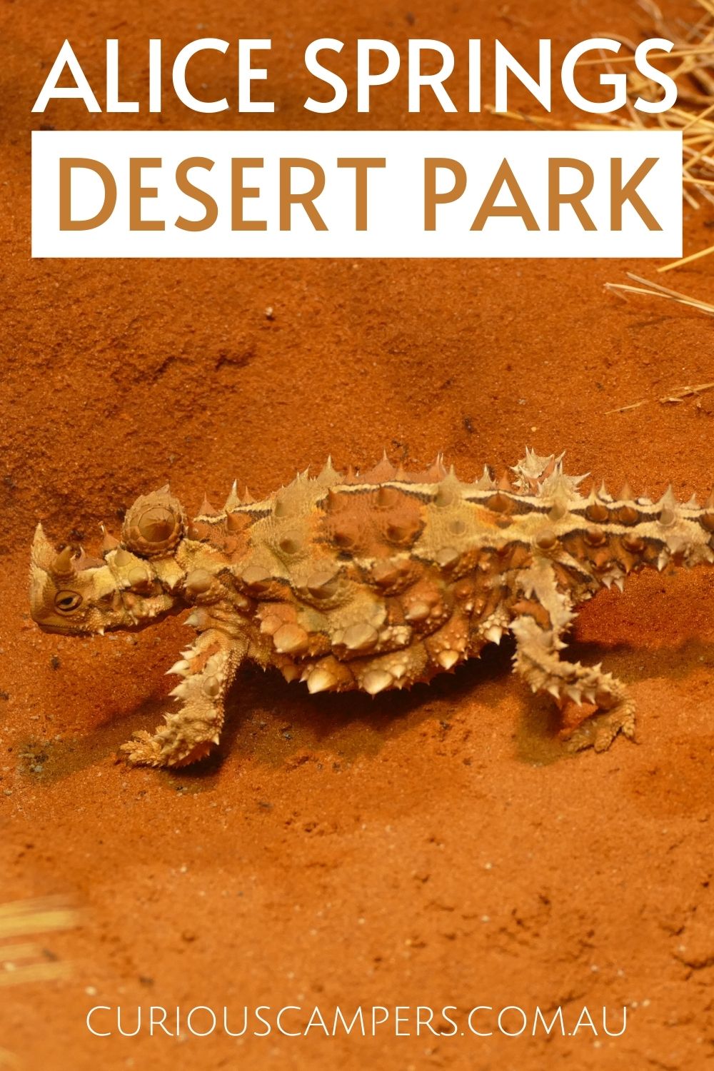 Alice Springs Desert Park Reptiles