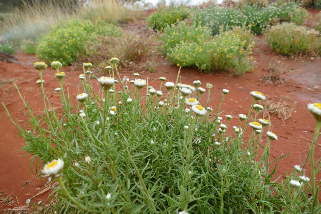 Alice Springs Desert Park Gardens