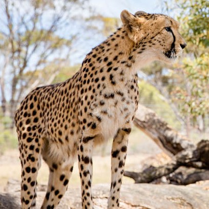 Monarto Safari Park Cheetah Experience