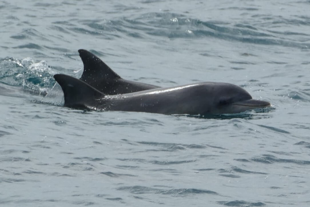 Victor Harbor Dolphins