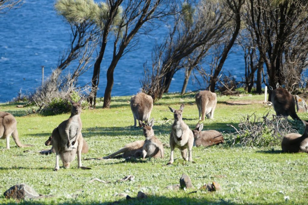 Blowhole Beach Kangaroos
